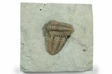 Two Overlapping Flexicalymene Trilobites - Indiana #270414-1